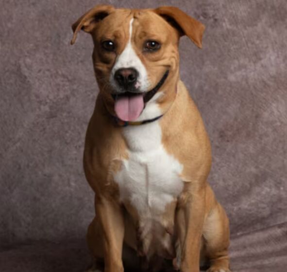 The Importance of Regular Vet Checkups for Your Dog image